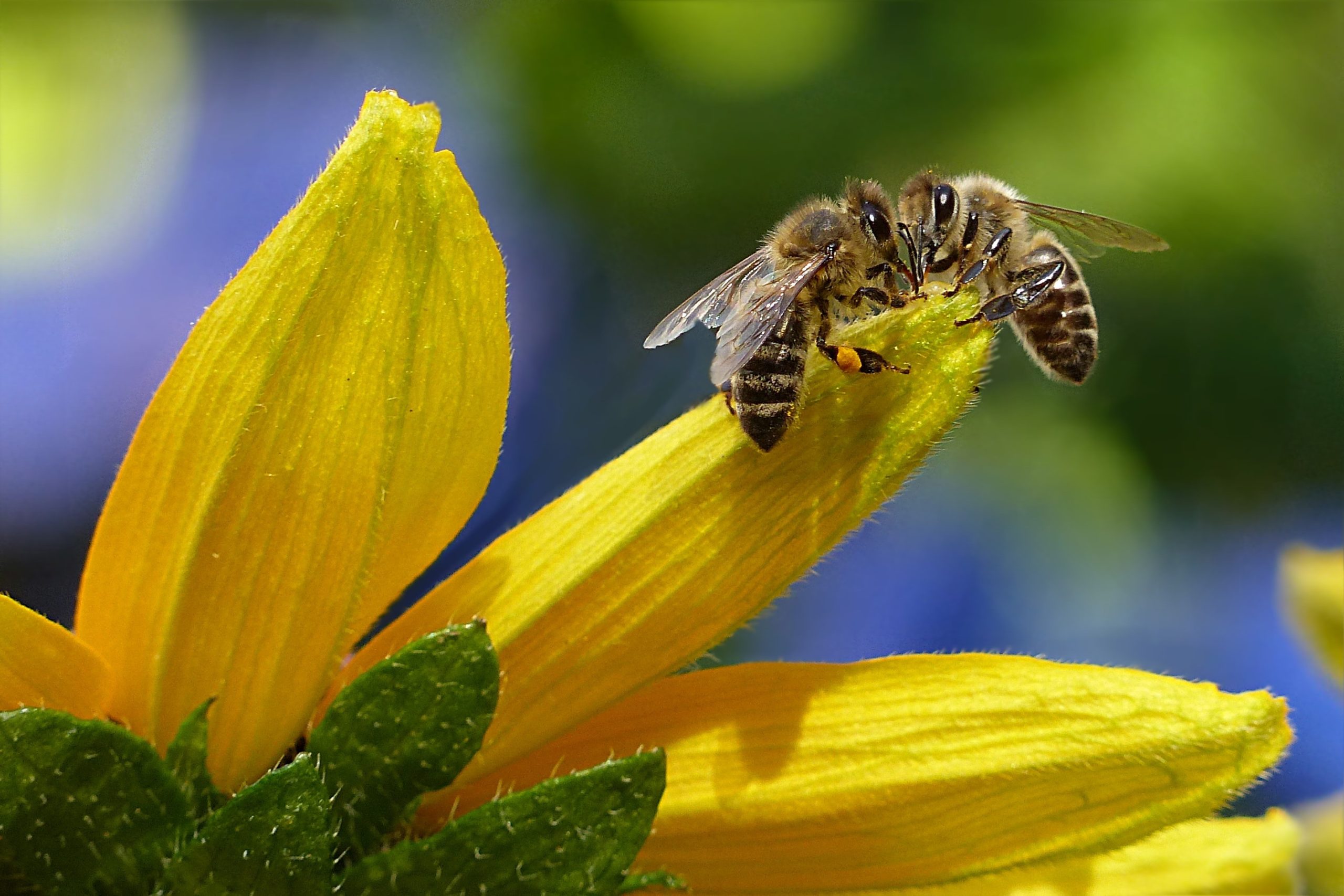 Dunkle Biene mit Pollen Stadtimkerei Giengen